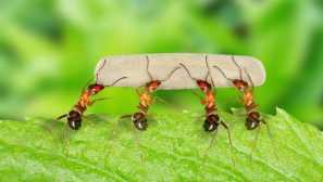 Malé pracovníky: jaké výhody přinášejí mravenci